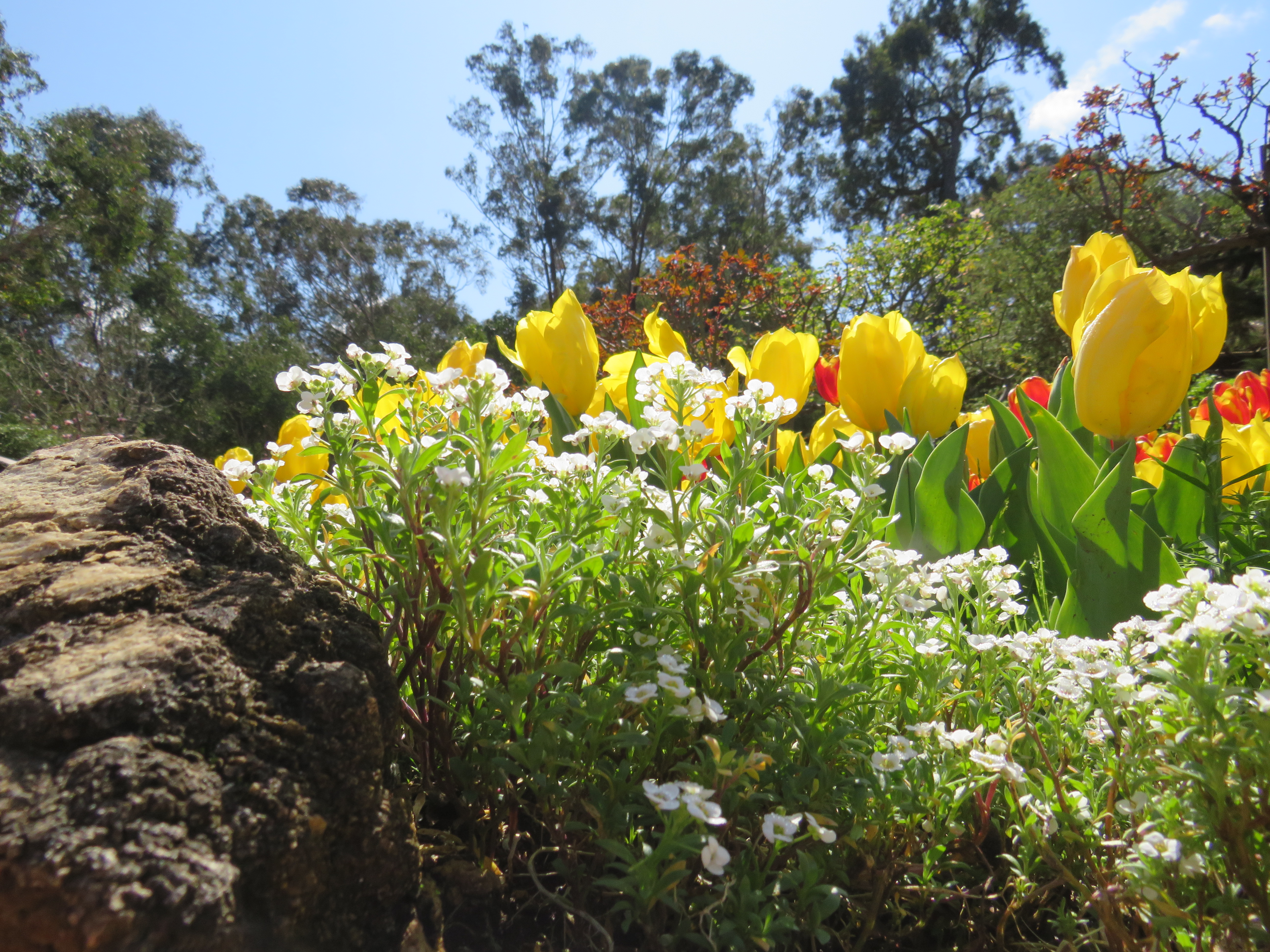 More flowers