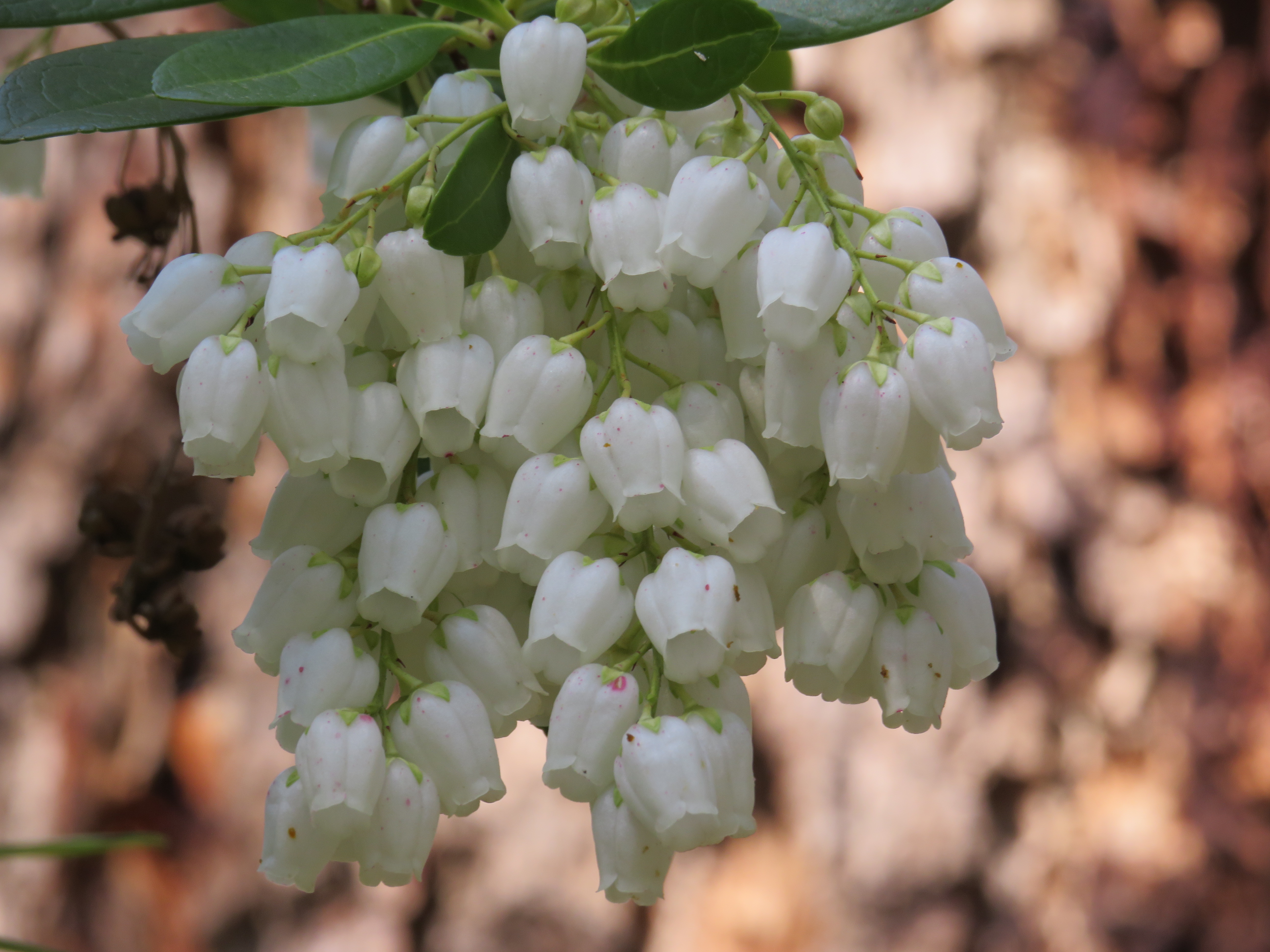 White bell-shaped flowers