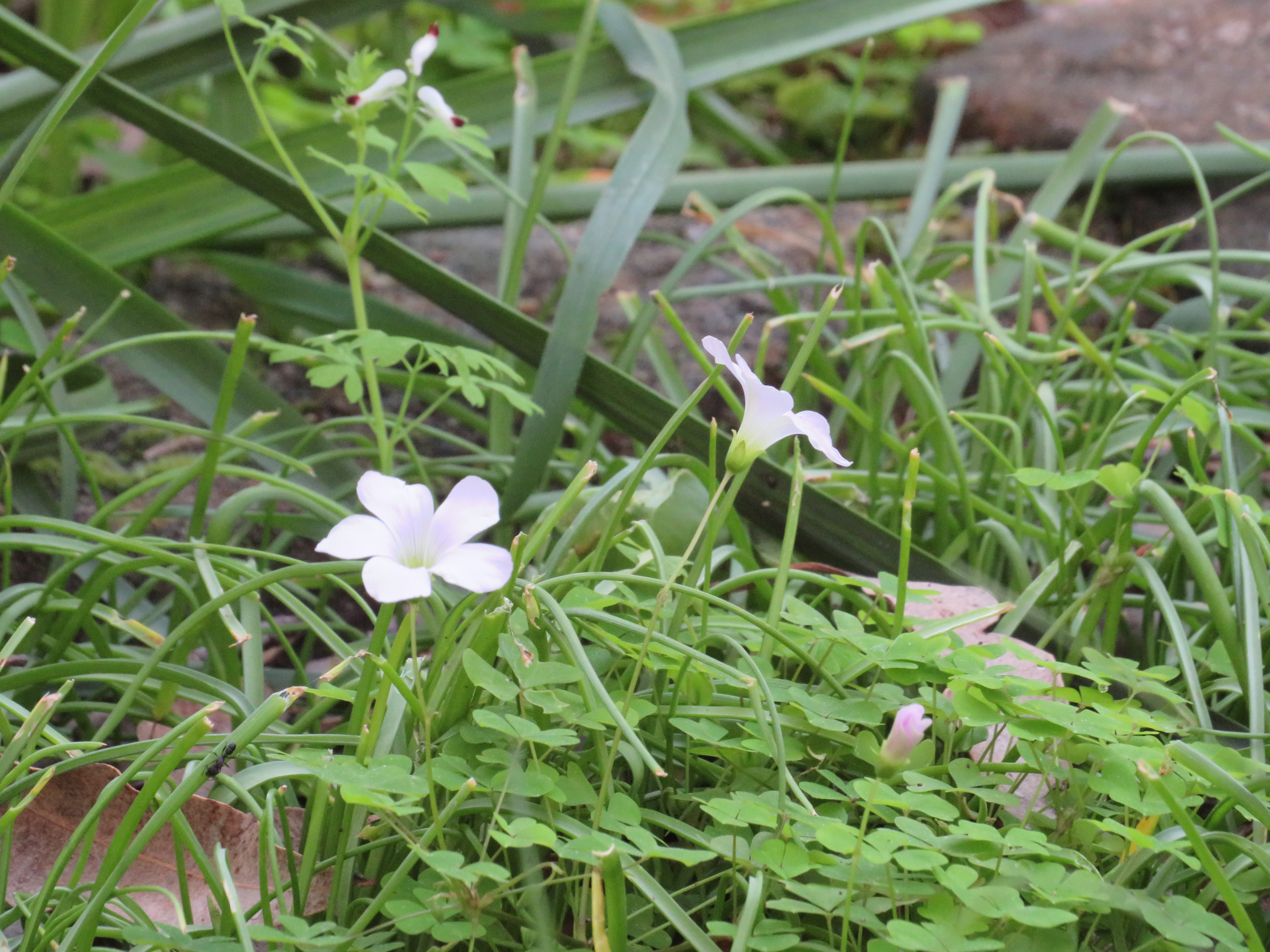 A small white flower