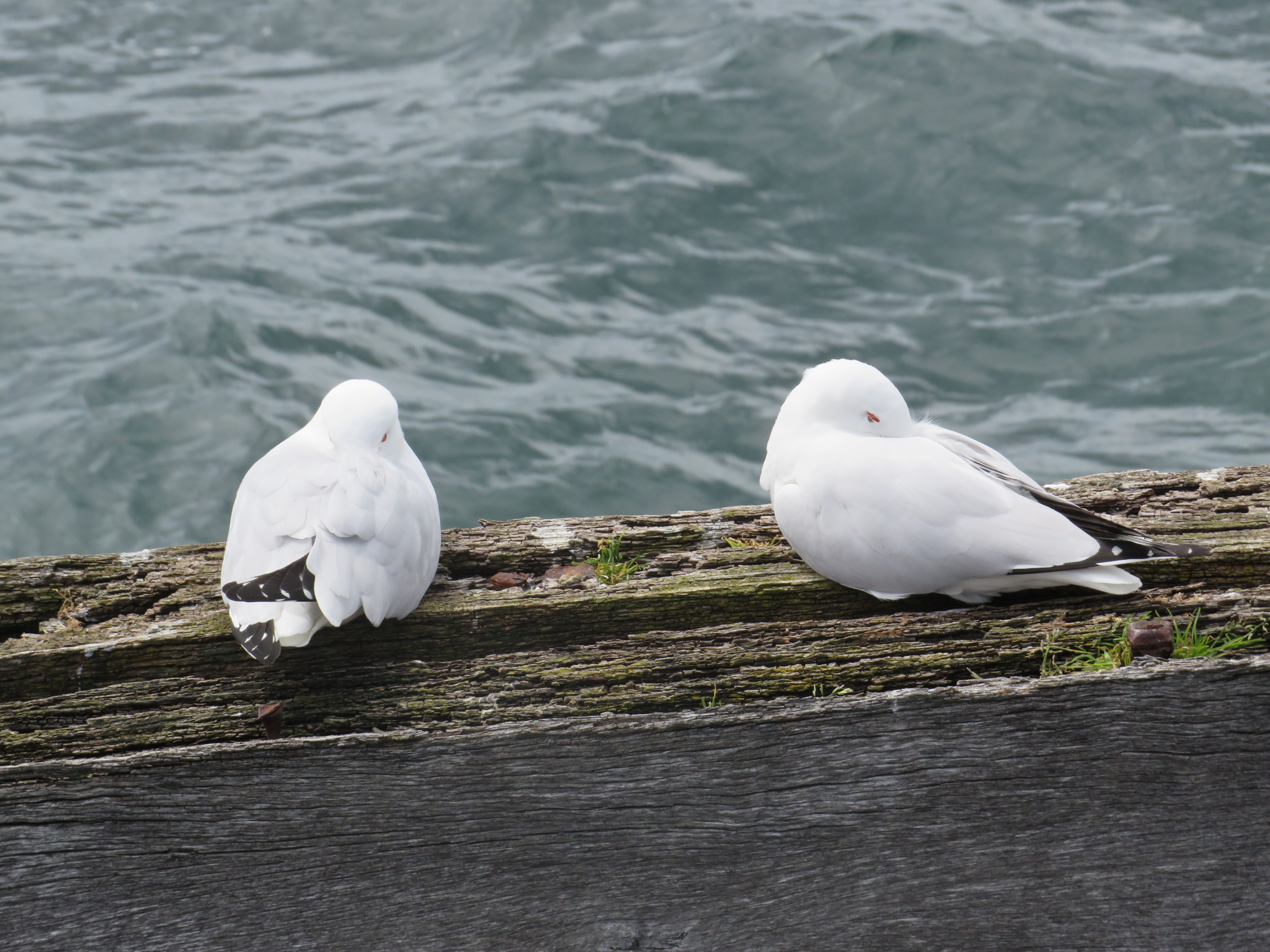 2 birds chilling on a jetty 1 foot apart because they&rsquo;re birds